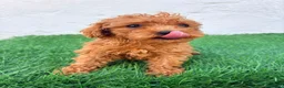 Caniche Toy perros en venta: Caniche mini toy  - Anuncio 9