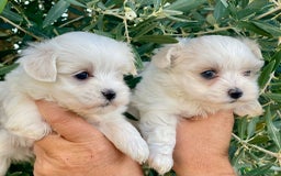 Bichón Maltés perros en venta: Cachorros de bichon maltes - Imagen 1