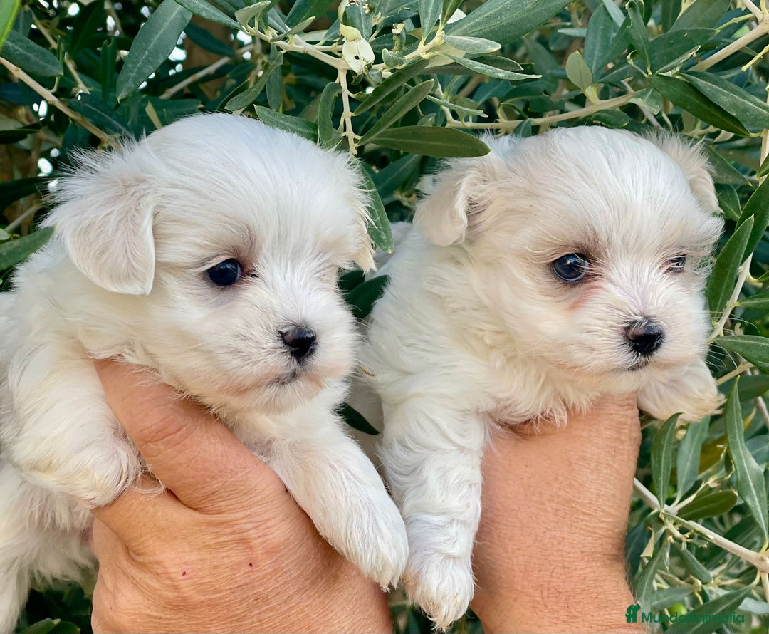 Bichón Maltés perros en venta: Cachorros de bichon maltes - Imagen 1