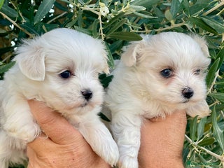 Bichón Maltés perros - Anuncio 25