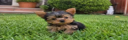 Yorkshire Terrier perros en venta: Cachorritos de Yorkshire toy - Anuncio 1