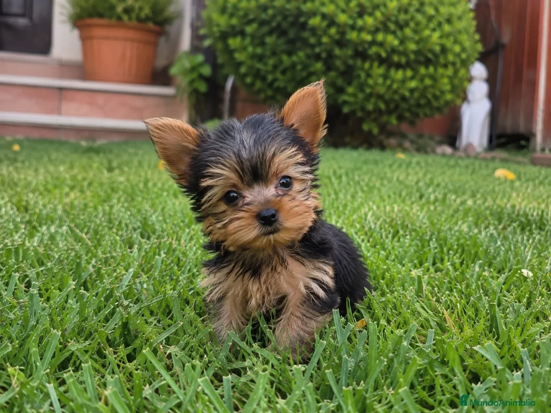 Yorkshire Terrier perros en venta: Cachorritos de Yorkshire toy - Anuncio 1