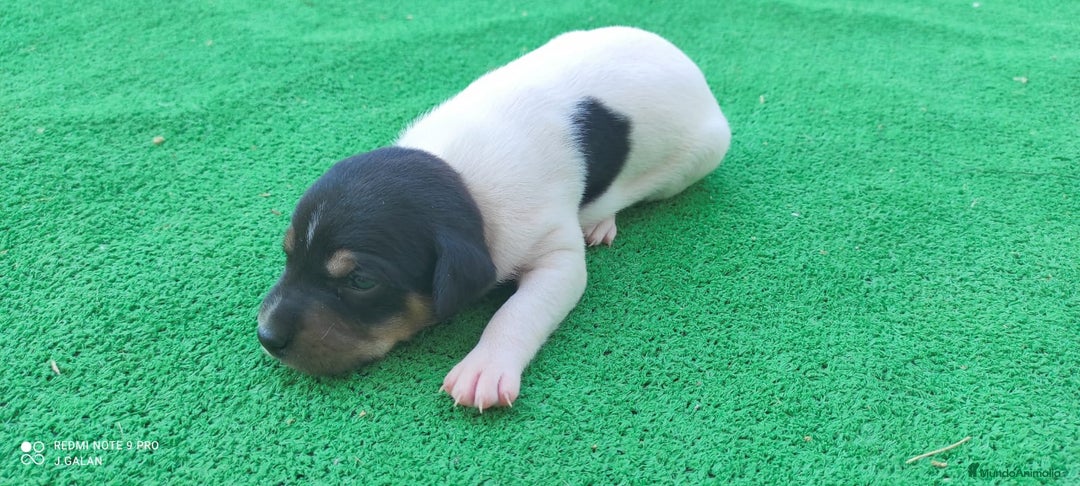 Ratonero Bodeguero Andaluz perros en venta: Cachorros de Ratonero Bodeguero Andaluz - Imagen 8