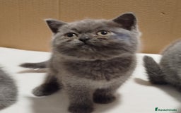 Británico de Pelo Corto gatos en venta: British Shorthair ultimo cachorrito - Imagen 1