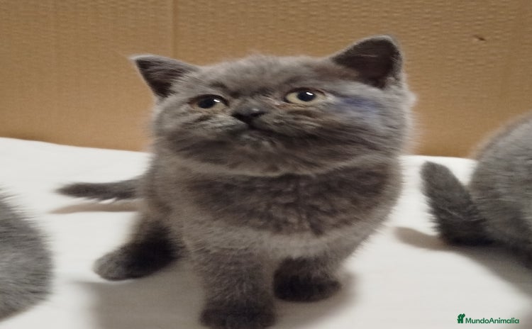 Británico de Pelo Corto gatos - Anuncio 3