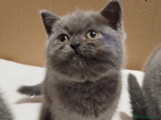 Británico de Pelo Corto gatos - Anuncio 5