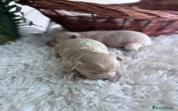 Maltipoo perros en venta: MALTIPOO HEMBRAS - Imagen 3