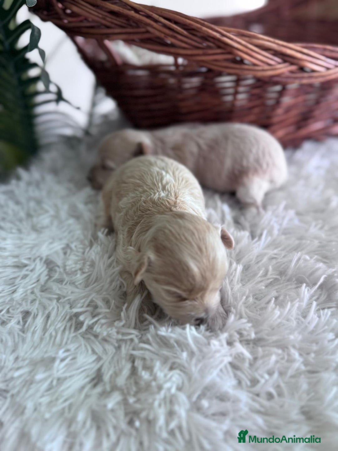 Maltipoo perros en venta: MALTIPOO HEMBRAS - Imagen 3