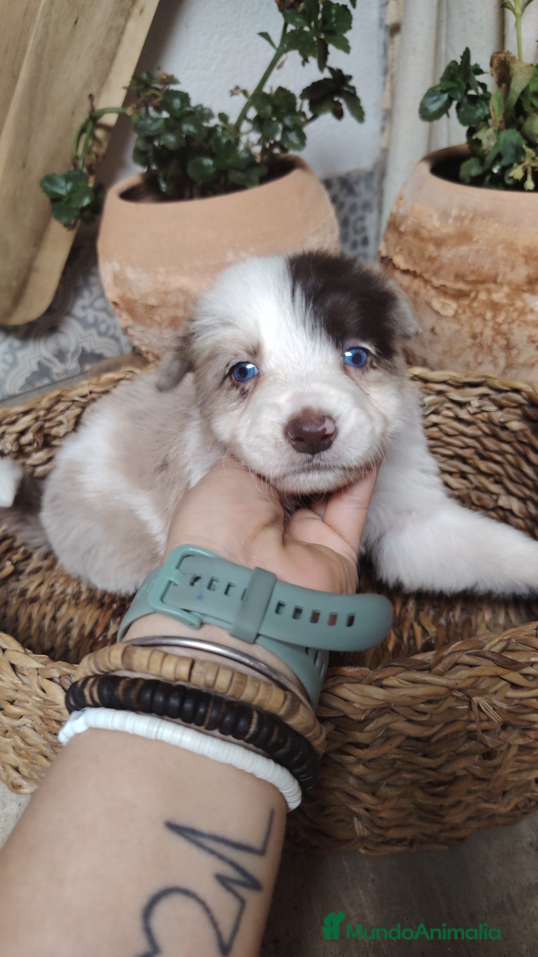 Border Collie perros en venta: Cachorros border collie chocolate y red merle - Anuncio 11