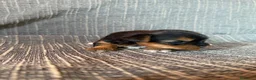 Yorkshire Terrier perros en venta: Yorkshire Terrier Cachorros - Anuncio 2