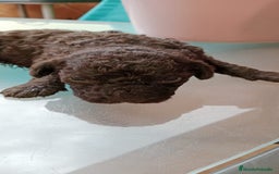 Perro de Agua Español perros en venta: Hembras PDAE - Imagen 3