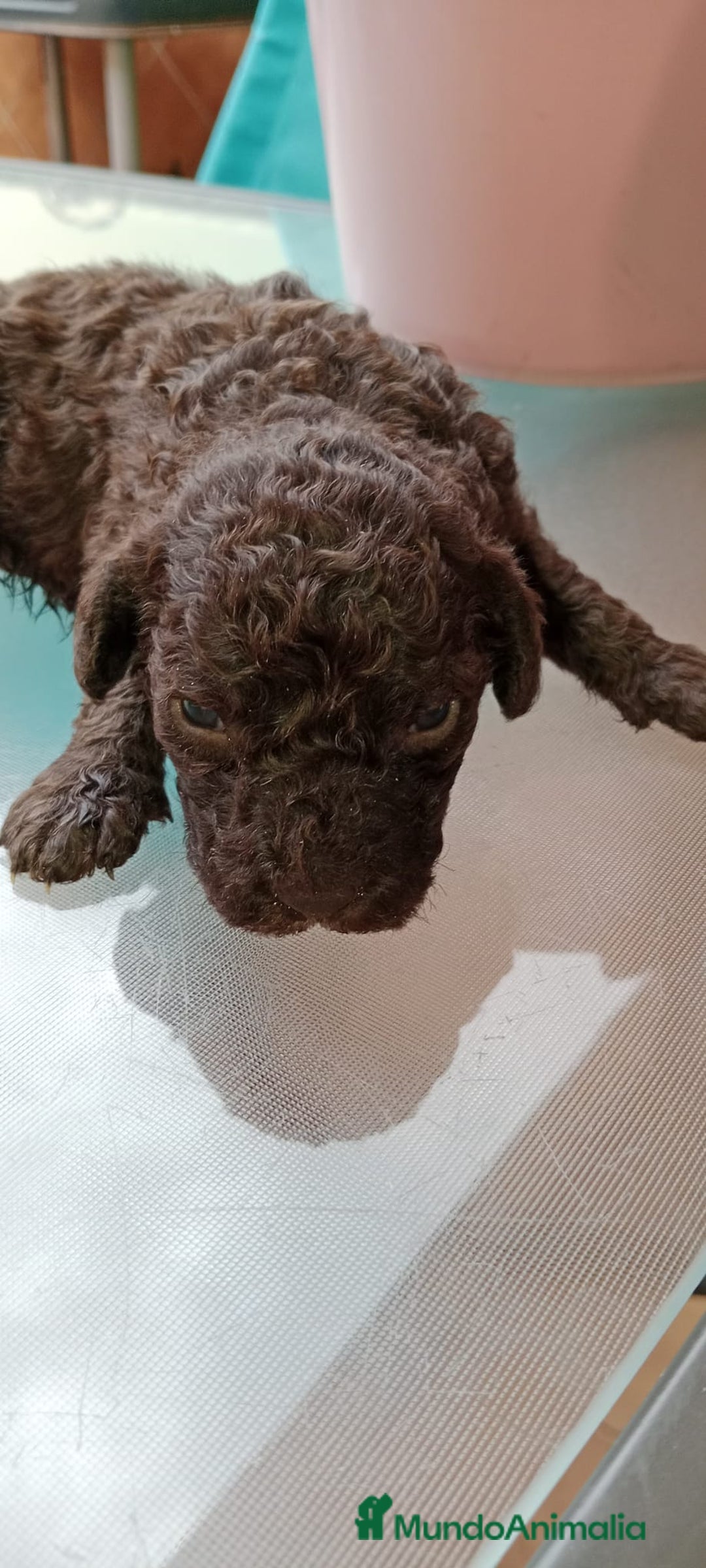 Perro de Agua Español perros en venta: Hembras PDAE - Imagen 3
