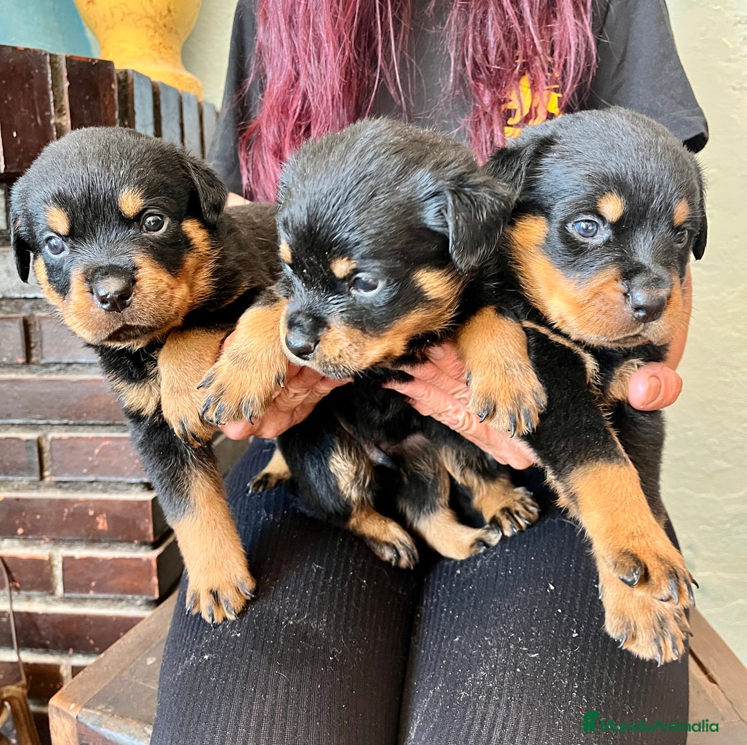 Rottweiler perros en venta: ROTTWEILER macho y hembra - Imagen 9