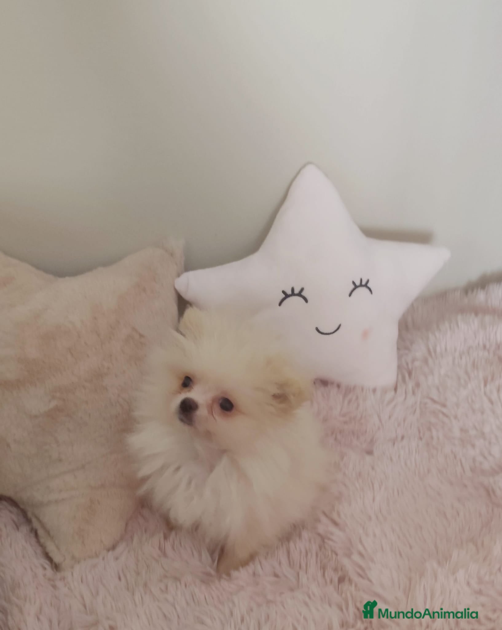 Pomerania perros en venta: Pomerania toy toy - Anuncio 6