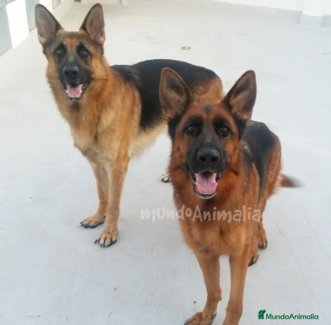 Imagen de galería {{count}}