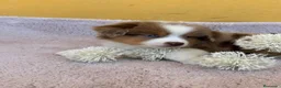 Pastor Miniatura Americano perros en venta: Cachorros de pastor americano merle  - Anuncio 7