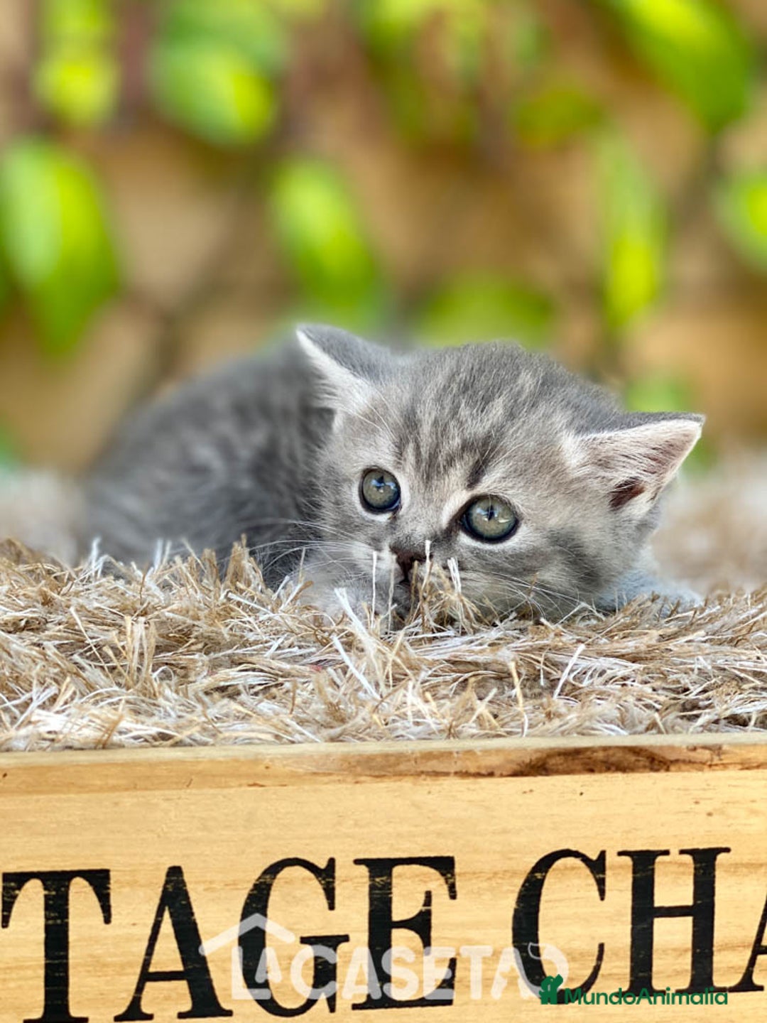 Británico de Pelo Corto gatos en venta: Camada de Daniela - Imagen 5