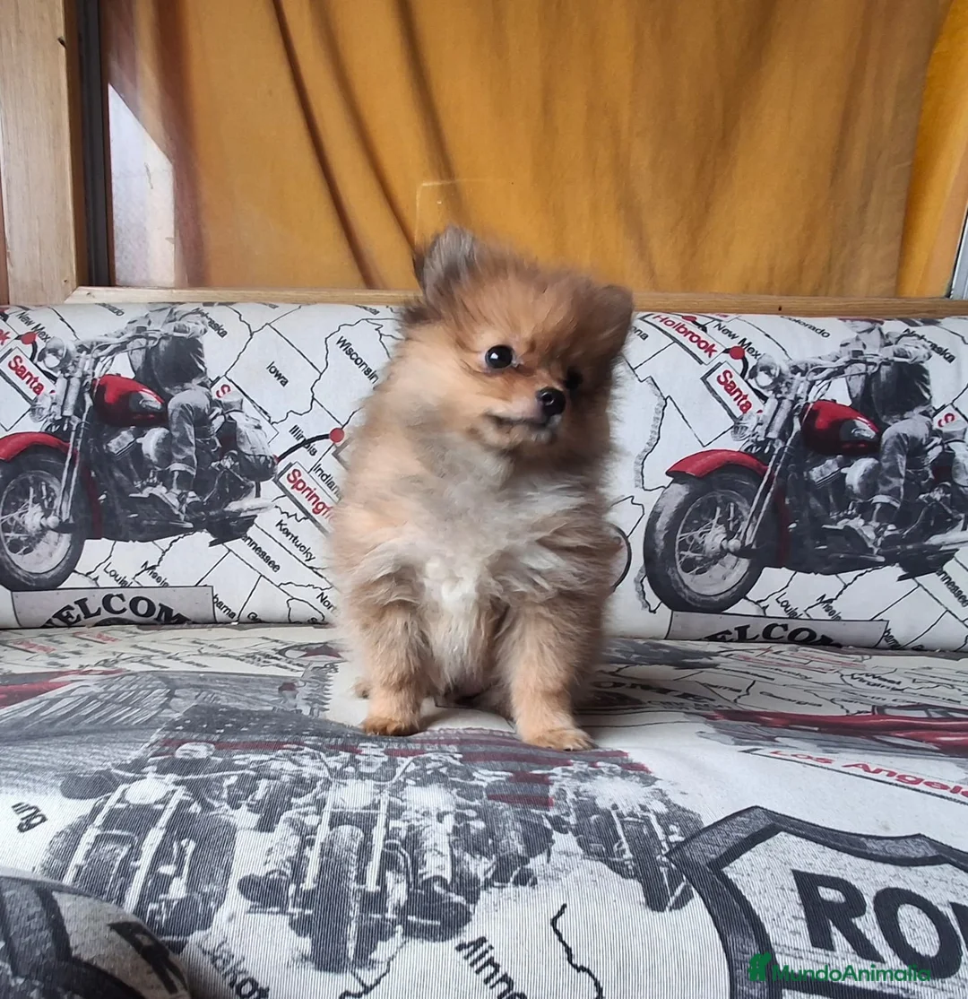 Pomerania perros en venta: Hermosos Cachorritos de Pomerania 🤎🐶 - Anuncio 4
