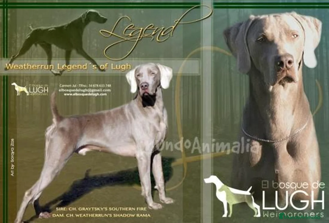 Imagen de galería {{count}}