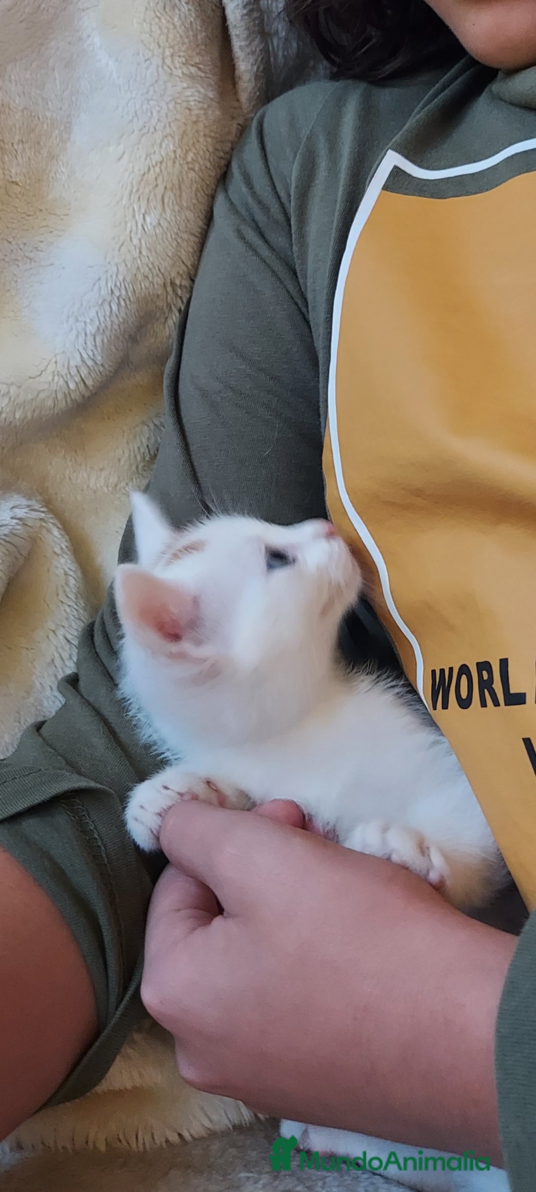 Otras razas gatos en venta: Cruce de gato persa - Imagen 7