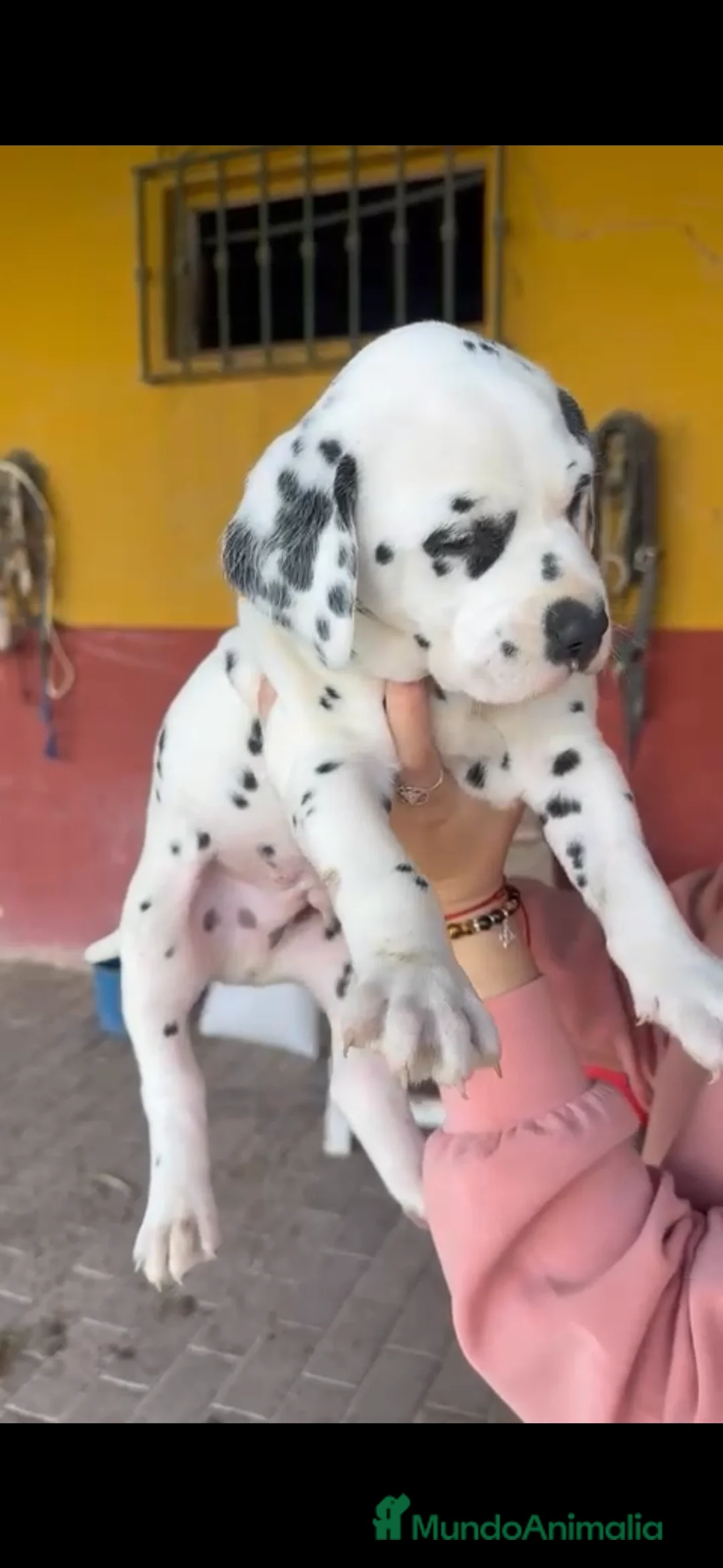 Dálmata perros en venta: Precioso y último dálmata disponible!! en Málaga - Anuncio 2