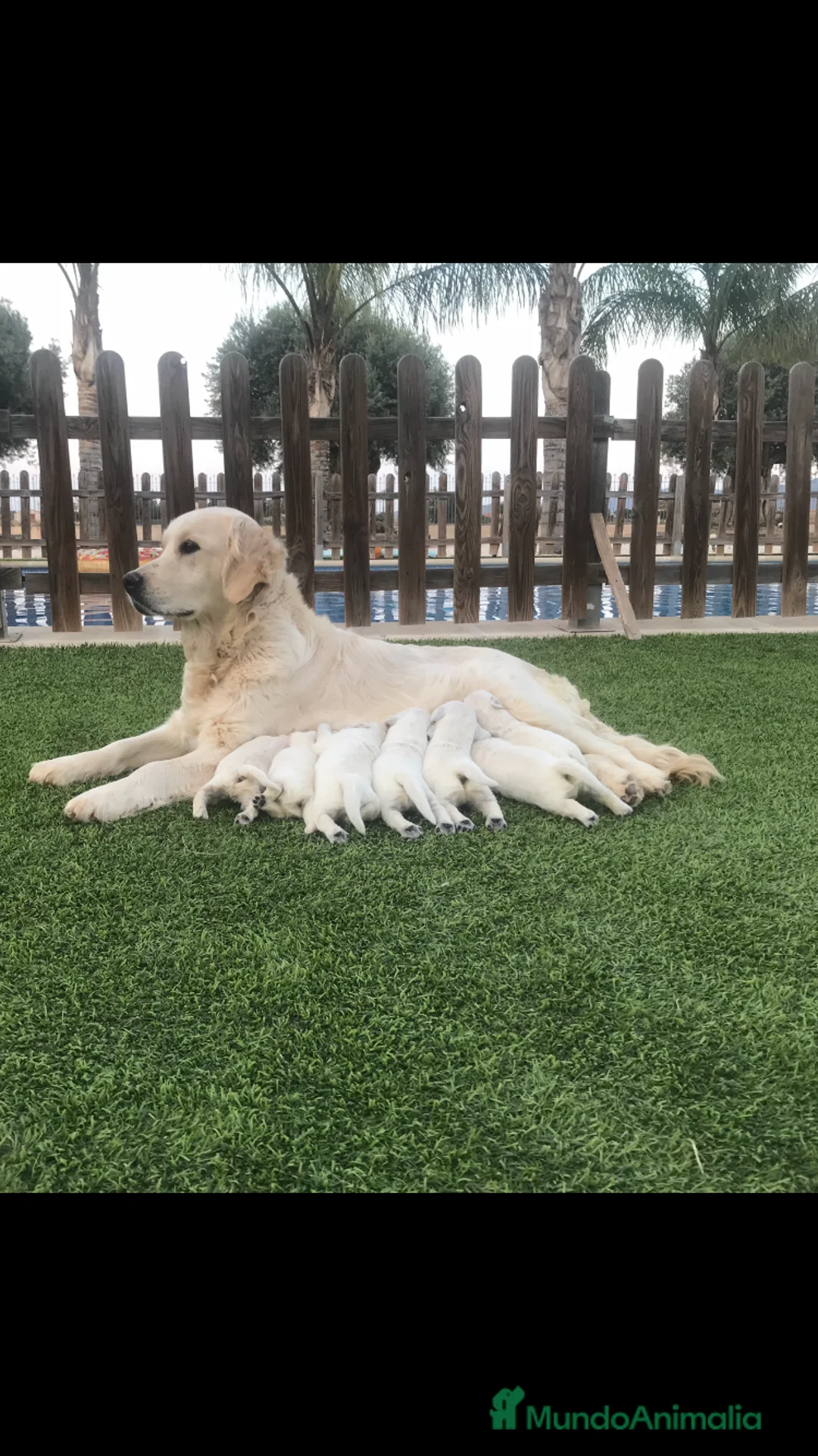 Golden Retriever perros en venta: Cachorros Golden con pedigree  - Anuncio 5
