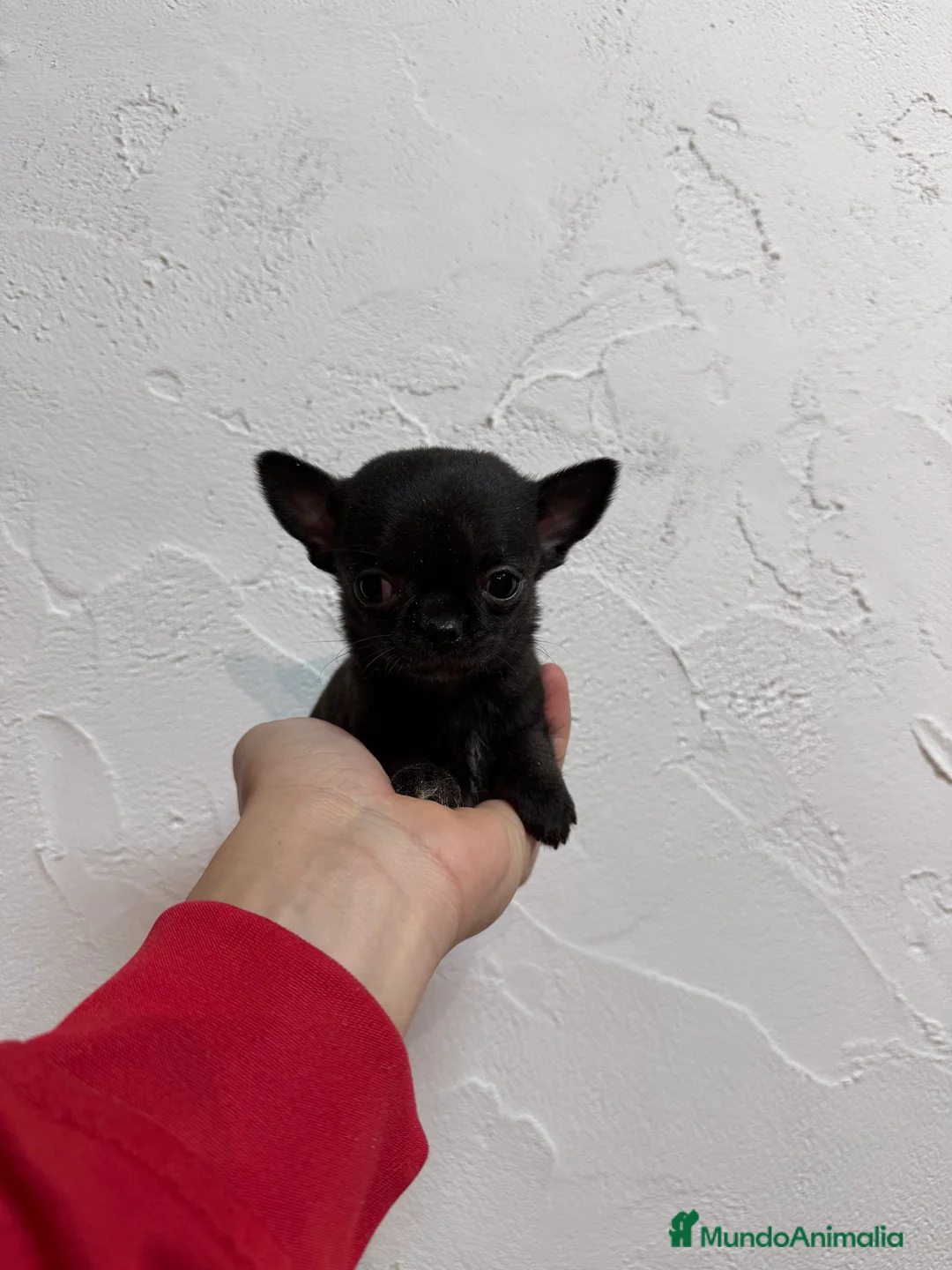 Chihuahua perros en venta: Excelentes chihuahuas  - Anuncio 2