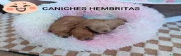Caniche Toy perros en venta: CANICHE TOY HEMBRITAS  - Anuncio 1