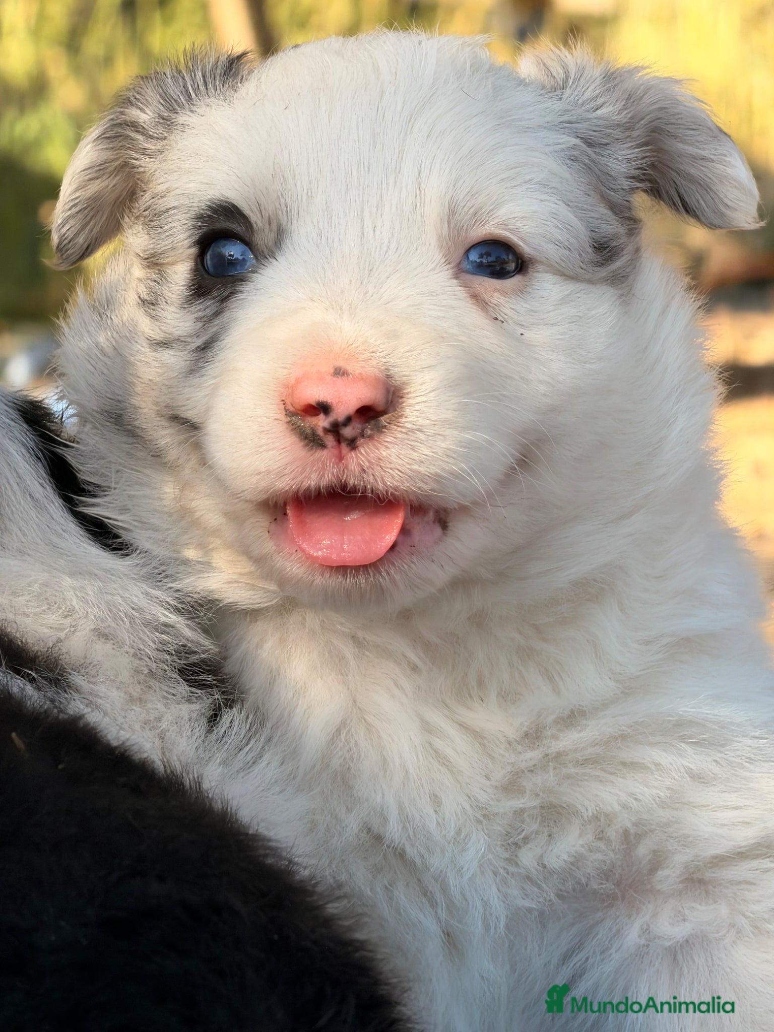 Border Collie perros Border Collie - Anuncio 3