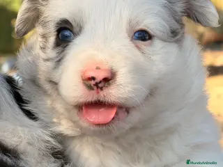 Border Collie perros Border Collie - Anuncio 3