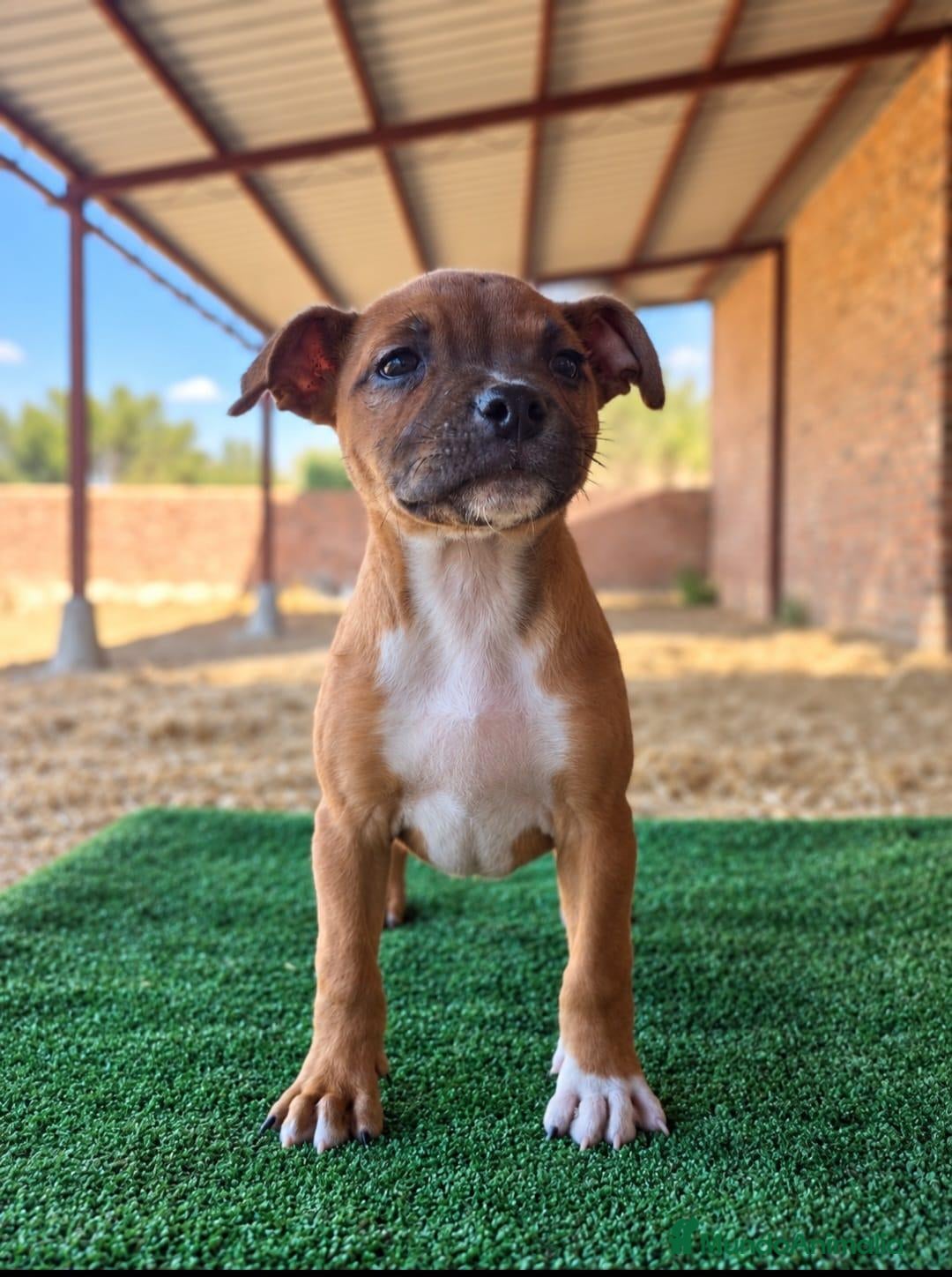 Staffordshire Bull Terrier perros staffordshire bull terrier - Anuncio 3
