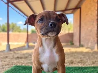 Staffordshire Bull Terrier perros staffordshire bull terrier - Anuncio 1