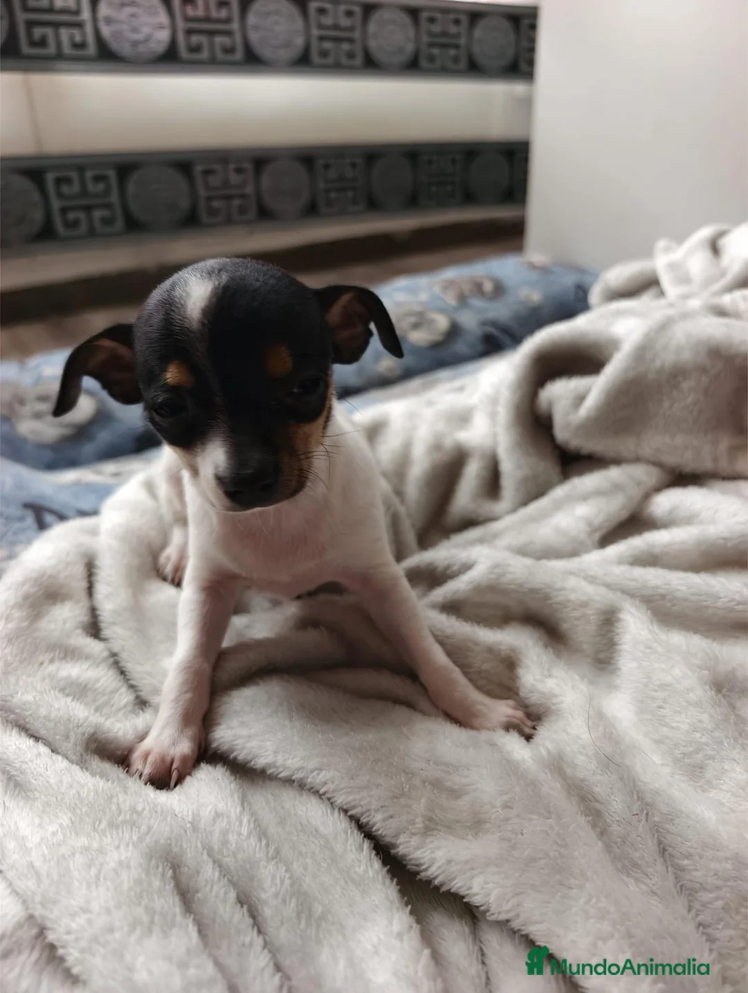 Chihuahua perros en venta: Chihuahua HEMBRA  - Anuncio 4