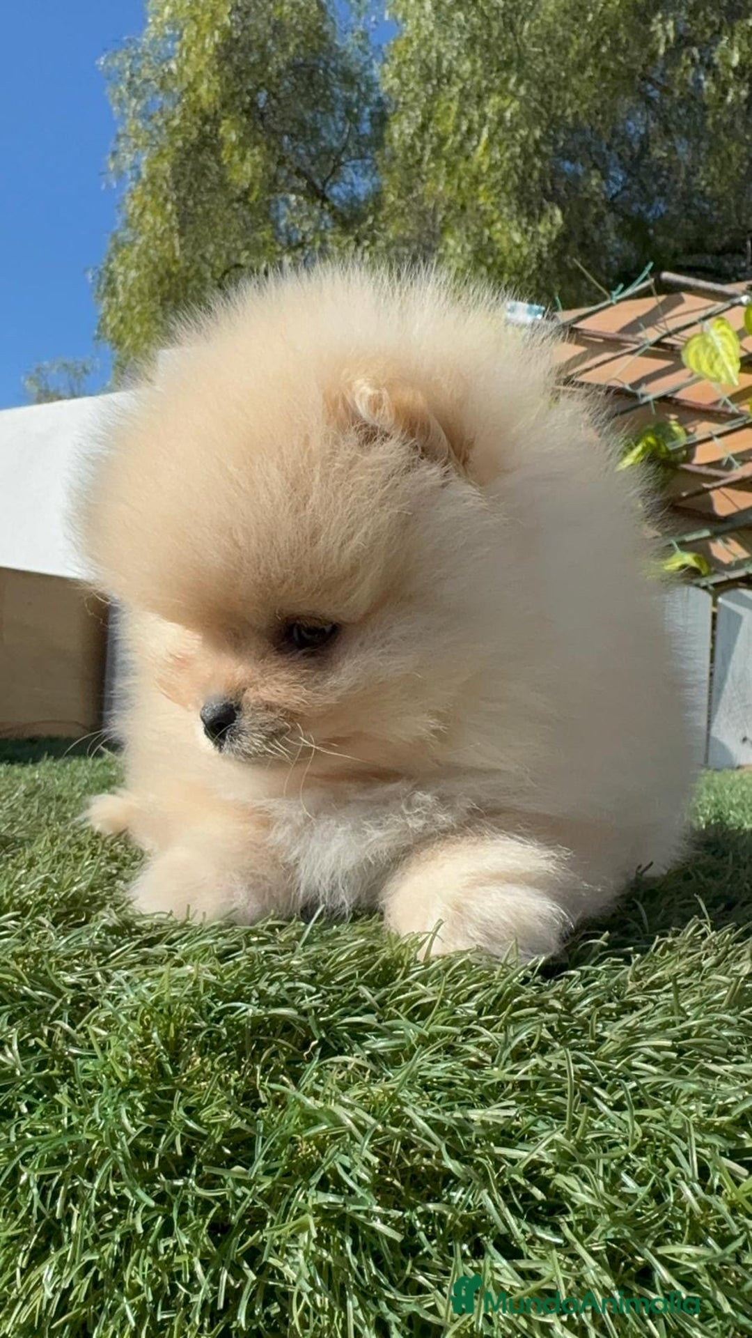 Pomerania perros en venta: POMERANIA CARITA DE OSITO - Anuncio 19