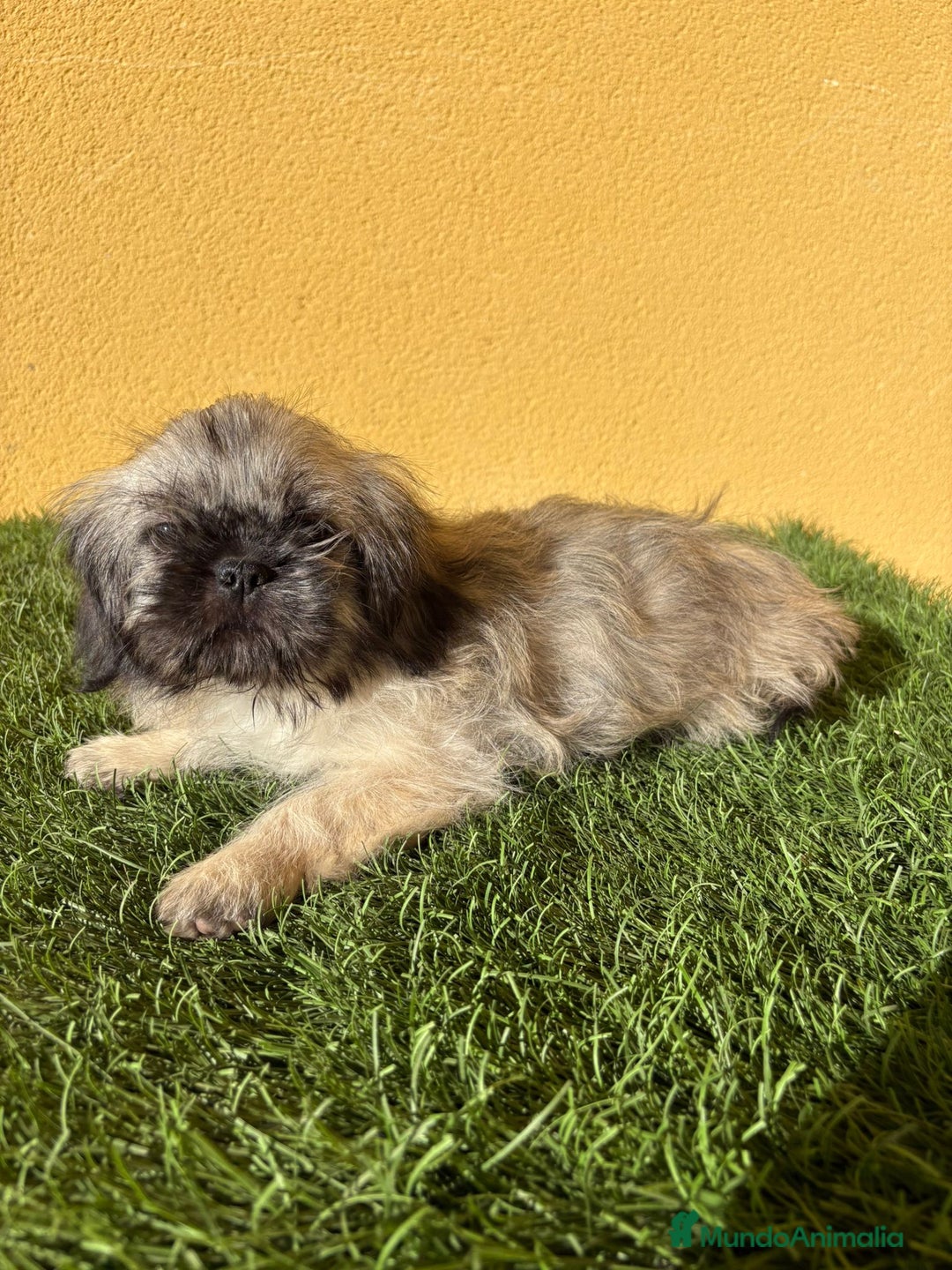 Pekinés perros en venta: pekinesa imperial hembra muy peluda - Imagen 12