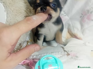 Chihuahua perros ‼️Chihuahuas muy cariñosos tamaño mini - Anuncio 1