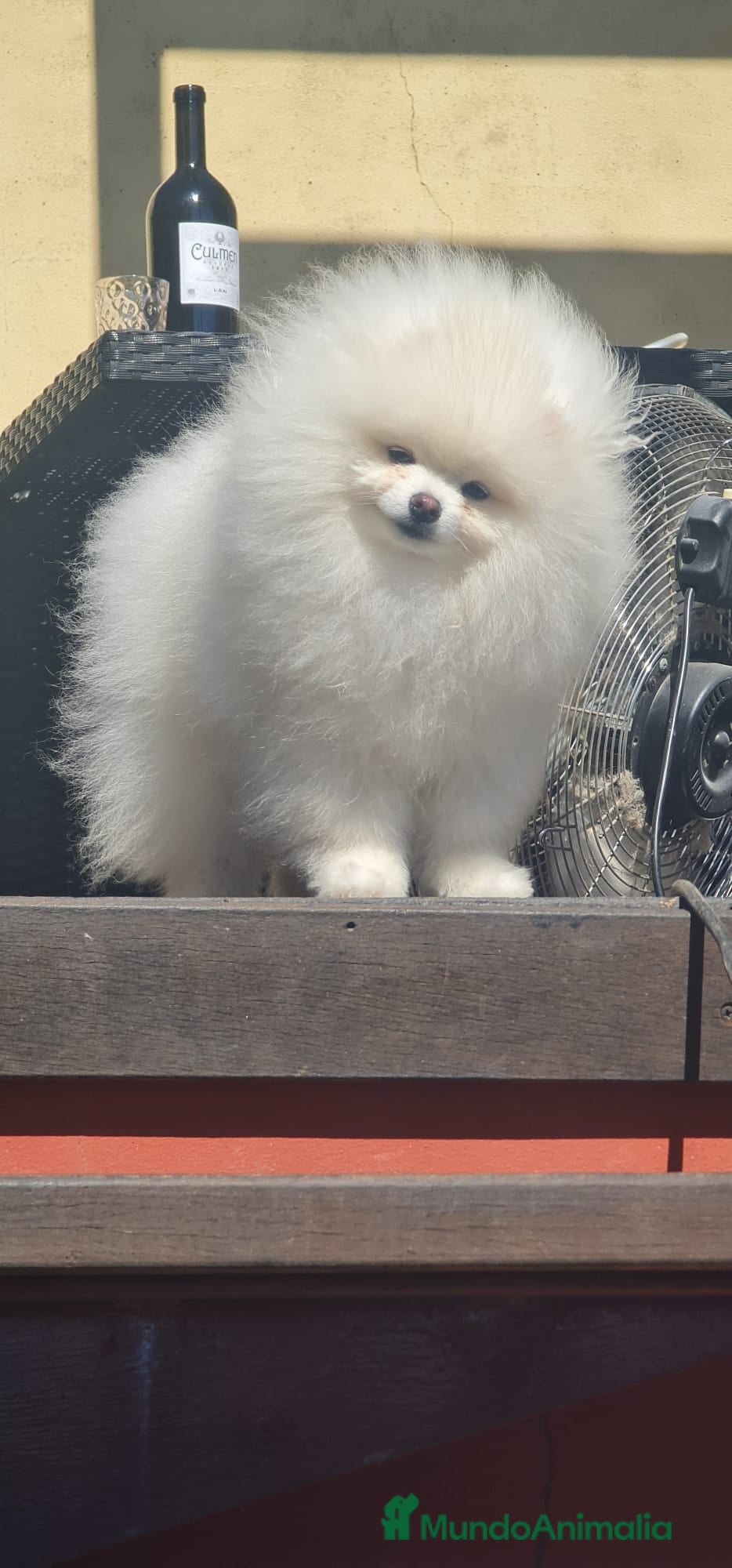 Pomerania perros Lulu de pomeranias Toy preciosos crema  - Anuncio 2