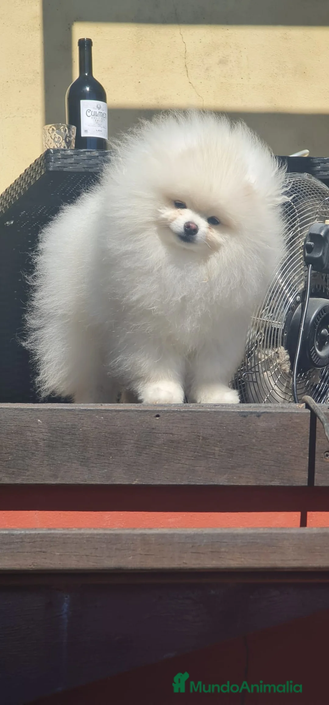 Pomerania perros en venta: Lulu de pomeranias Toy preciosos crema  - Anuncio 1