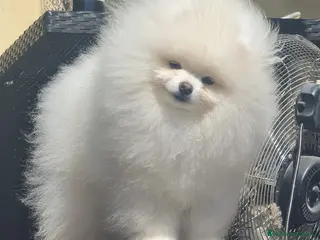 Pomerania perros Lulu de pomeranias Toy preciosos crema - Anuncio 2