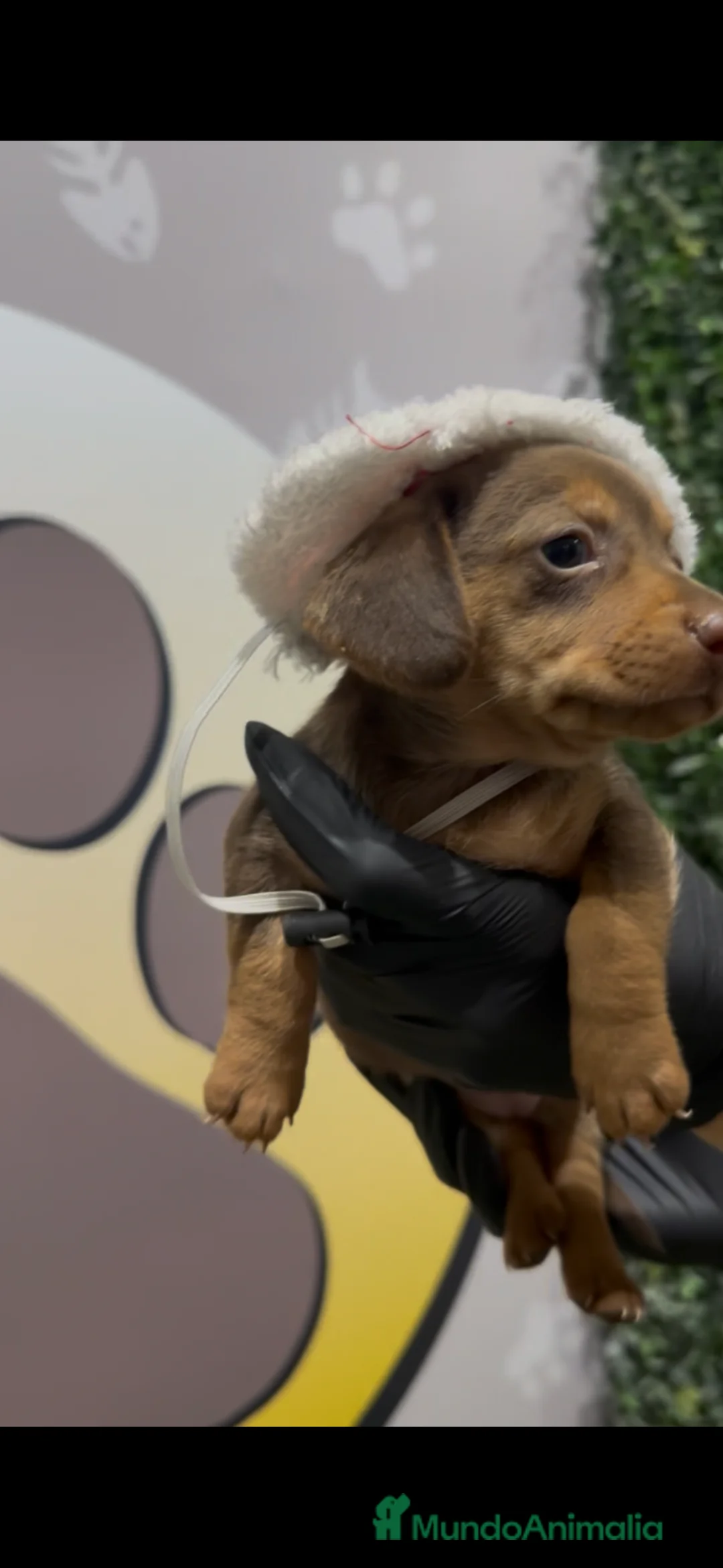 Teckel Miniatura perros en venta: Teckel mini bebé hembra chocolate - Anuncio 5