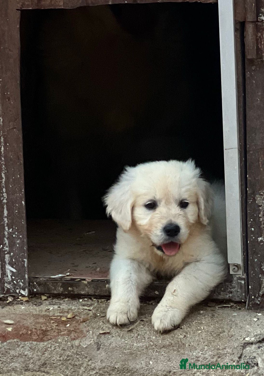 Golden Retriever perros Cachorros de golden retriever  - Anuncio 3