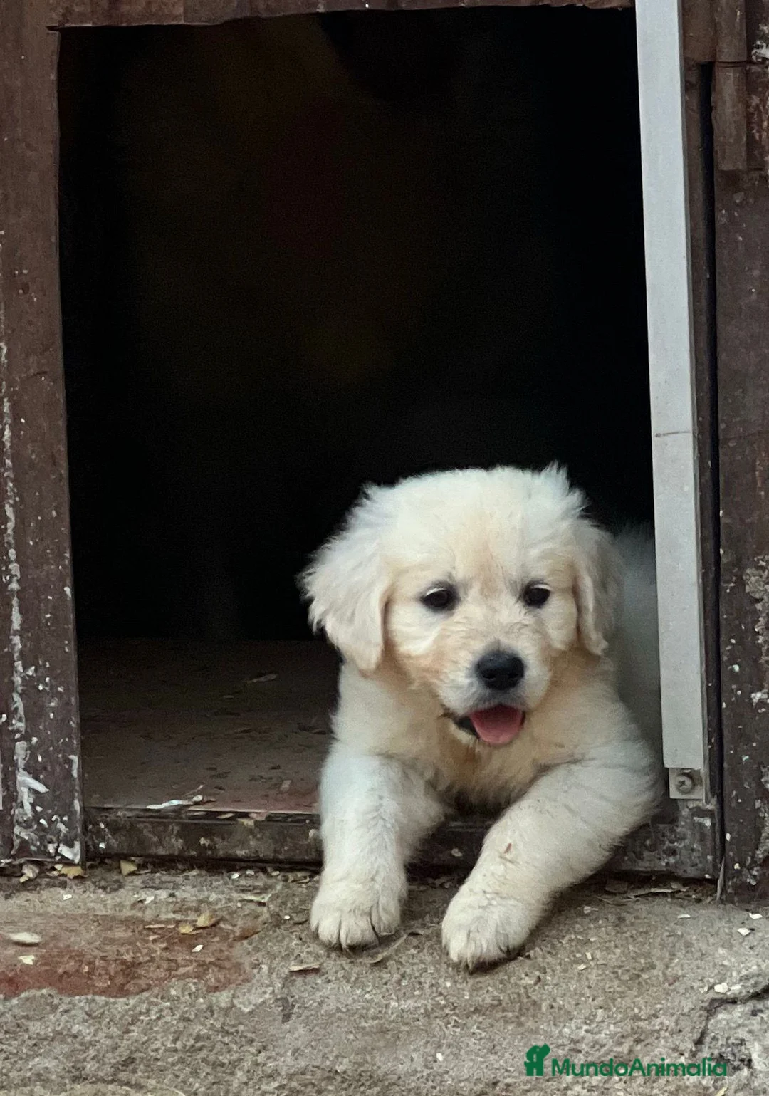 Golden Retriever perros en venta: Cachorros de golden retriever  - Anuncio 1