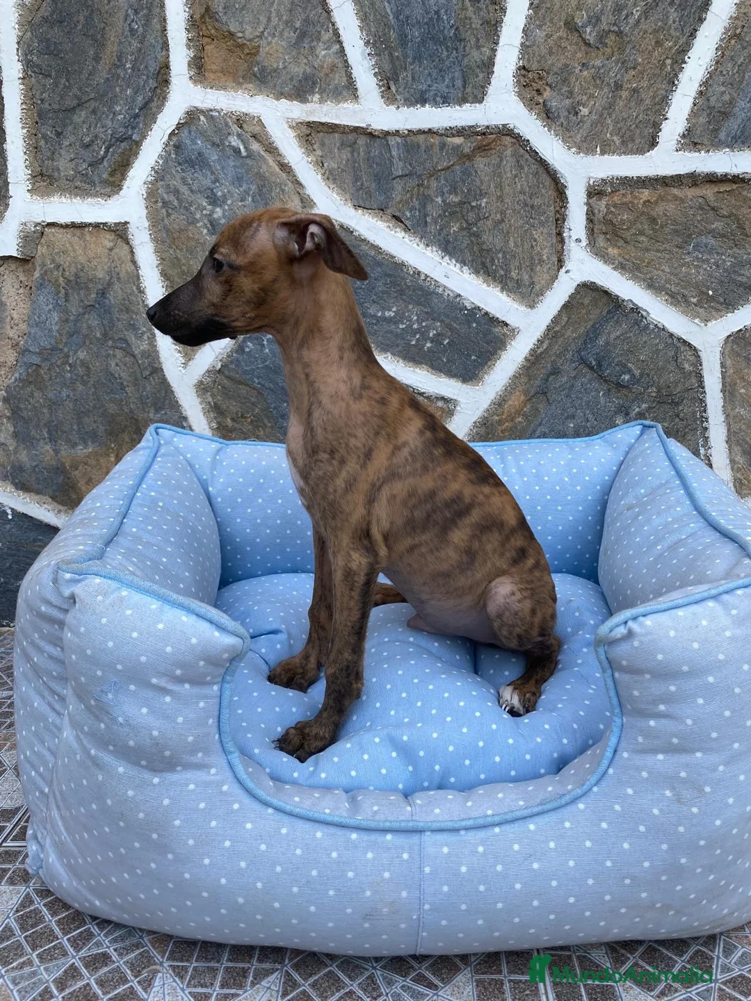 Whippet perros en venta: CACHORRO DE WHIPPET - Anuncio 2