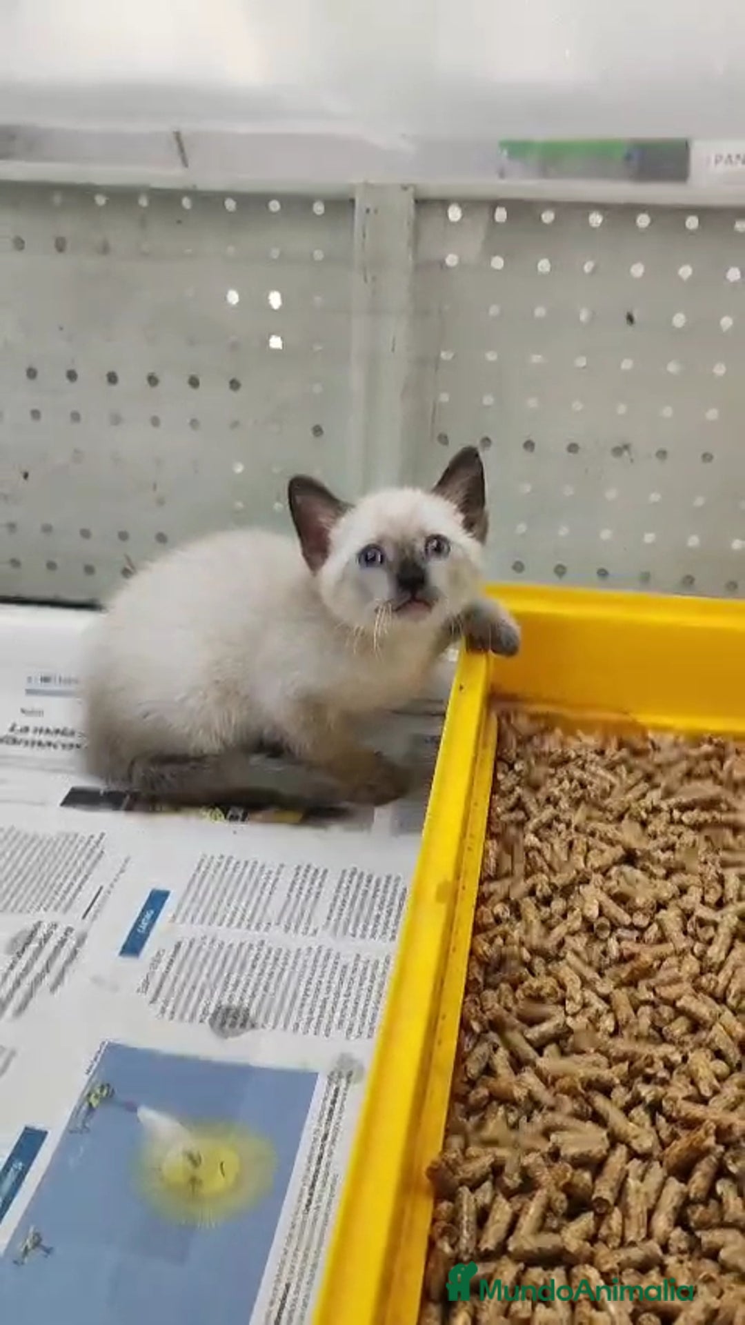 Siamés gatos en venta: Siamés  - Imagen 2