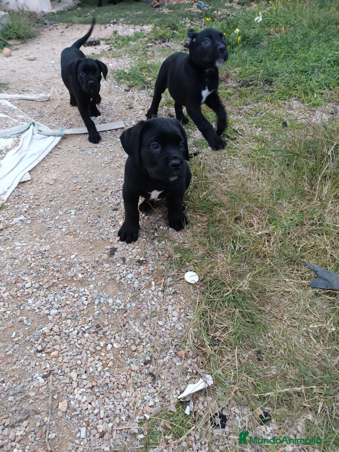 Imagen de galería {{count}}