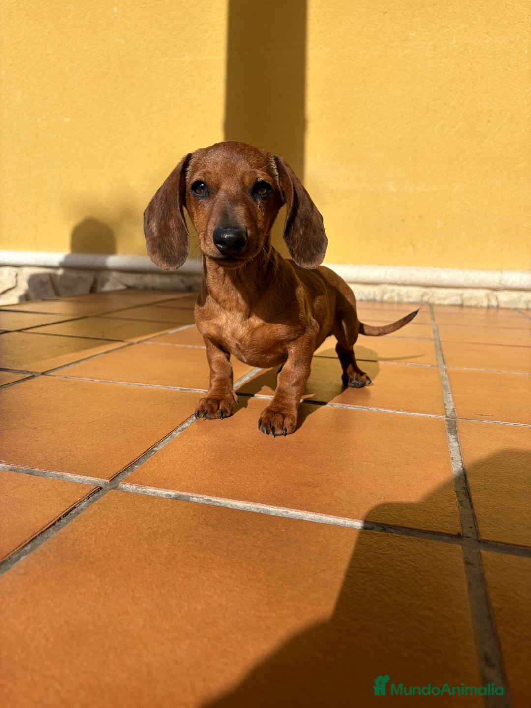 Teckel perros en venta: Teckel kaninchen merle chocolate diluido - Anuncio 10