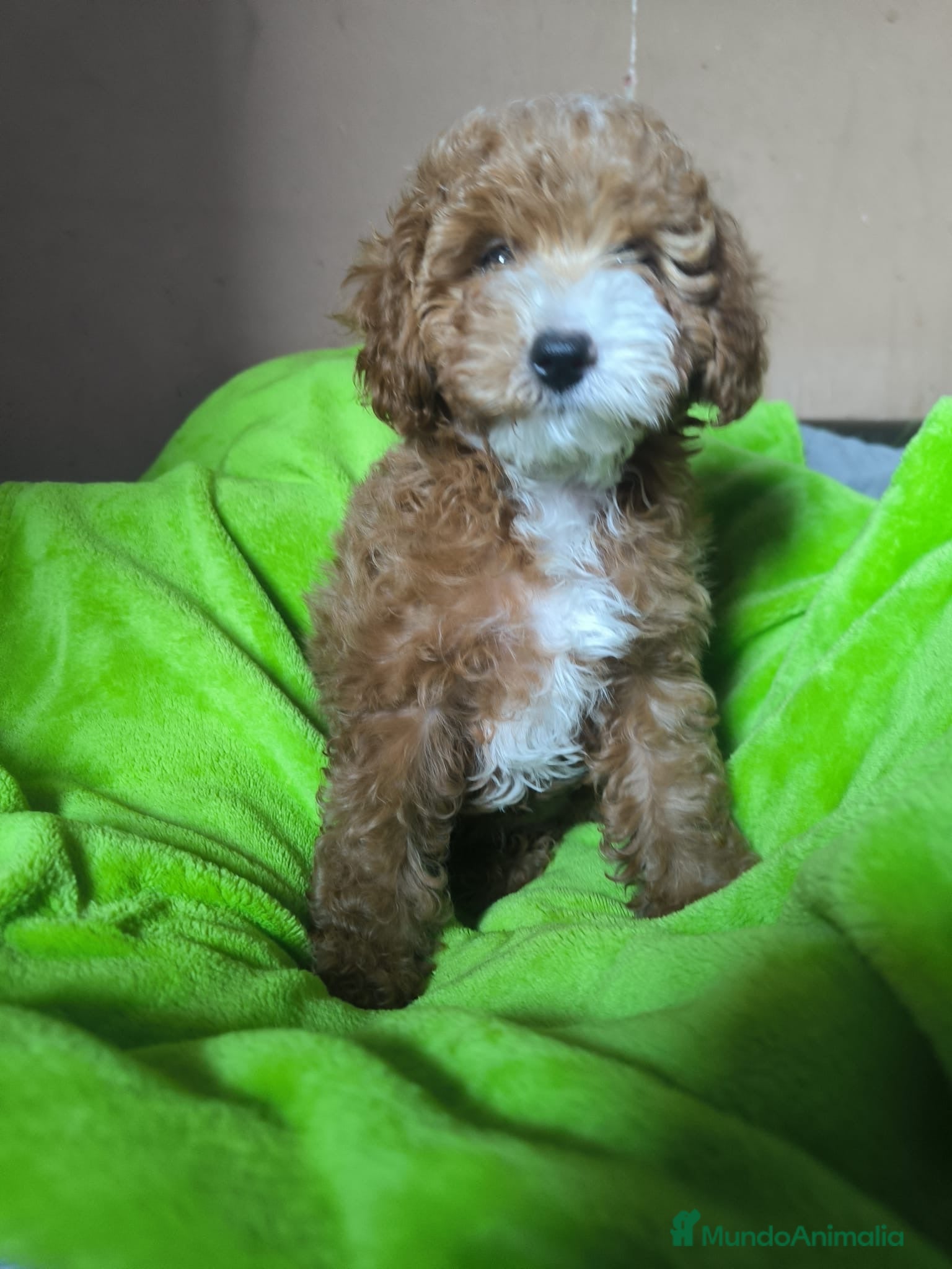 Caniche Toy perros Cachorro Caniche toy  - Anuncio 4