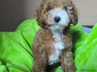 Caniche Toy perros Cachorro Caniche toy - Anuncio 2