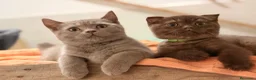 Británico de Pelo Corto gatos en venta: British Shorthair Azul y Lilac  - Anuncio 5