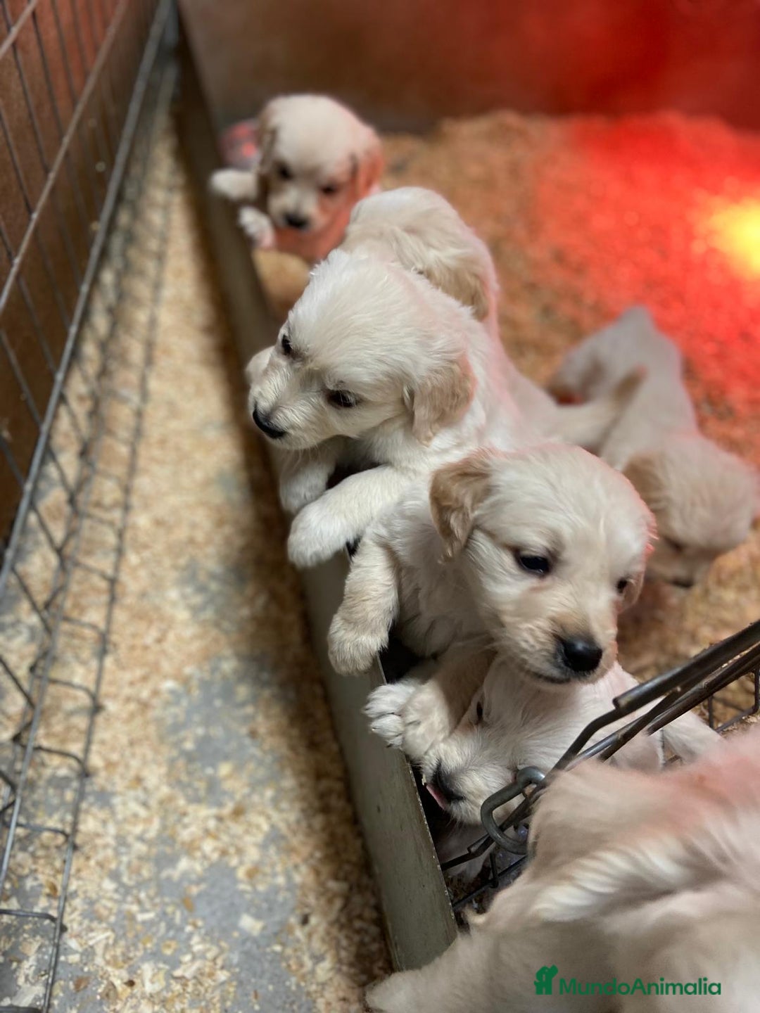 Golden Retriever perros en venta: cachorros de Golden Retriever machos y hembras  - Anuncio 3